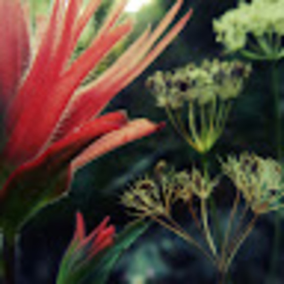 fern_n_feather